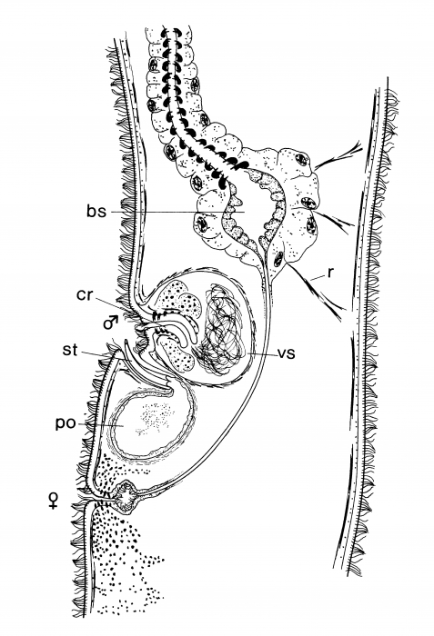 Minona queenslandensis Minona queenslandensis