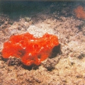 Porifera (sponges)