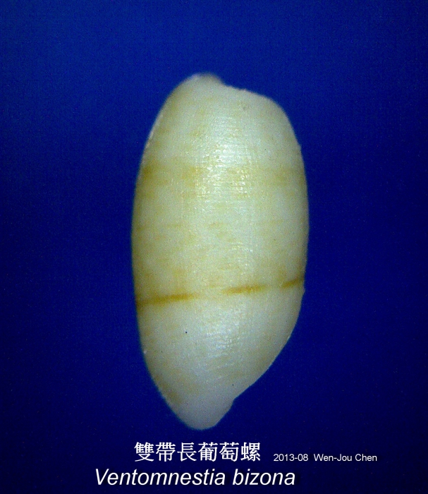 Ventomnestia bizona Ventomnestia bizona