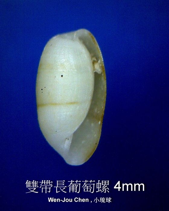 Ventomnestia bizona Ventomnestia bizona