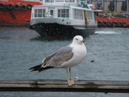 Immature Caspian Gull 