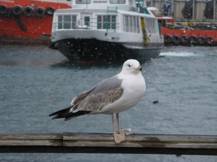 Immature Caspian Gull Immature Caspian Gull