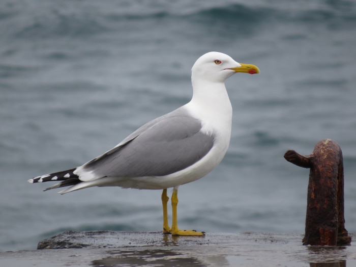 Adult Caspian Gull Adult Caspian Gull
