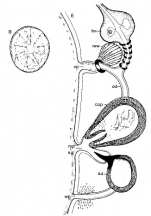 Minona secta