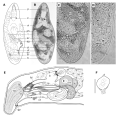 Platyhelminthes (flatworms)