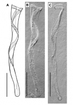 Brunetorhynchus canariensis