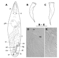 Platyhelminthes (flatworms)