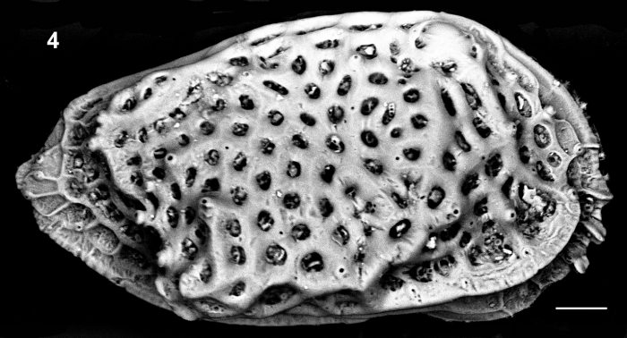 Right valve, paratype Right valve, paratype