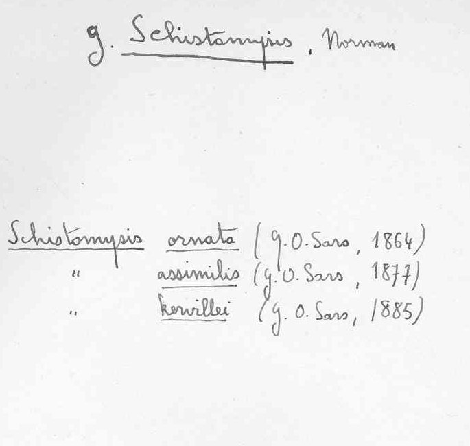 Schistomysis