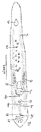 Peraclistus itaipus