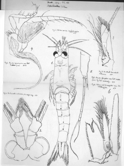 Schistomysis kervillei