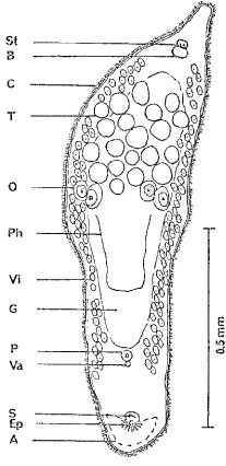 Peraclistus oophagus