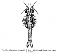 Crustacea (crustaceans)