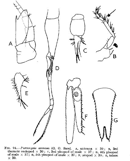 Paramysis arenosa