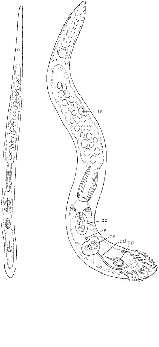 Peraclistus stimula