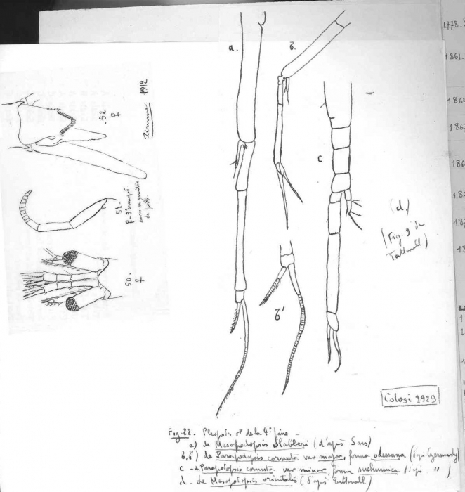 Mesopodopsis slabberi