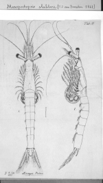 Mesopodopsis slabberi