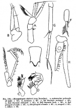 Mesopodopsis slabberi