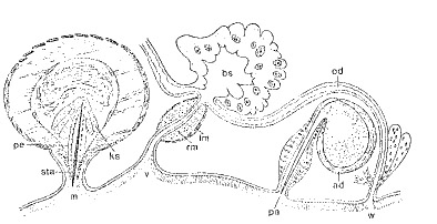 Peraclistus stimula Peraclistus stimula