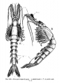 Crustacea (crustaceans)