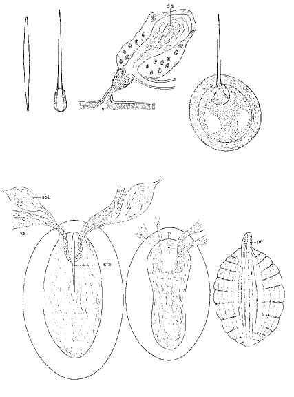 Peraclistus stimula