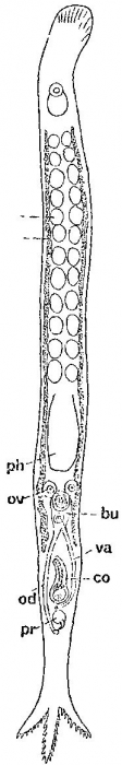 Pseudominona dactylifera