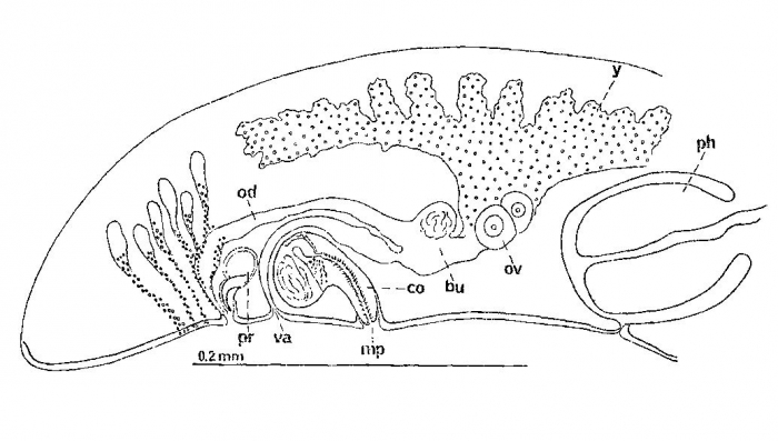 Pseudominona dactylifera