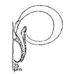 Pseudominona dactylifera