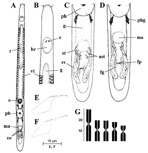 Acanthopseudomonocelis mirabilis Acanthopseudomonocelis mirabilis