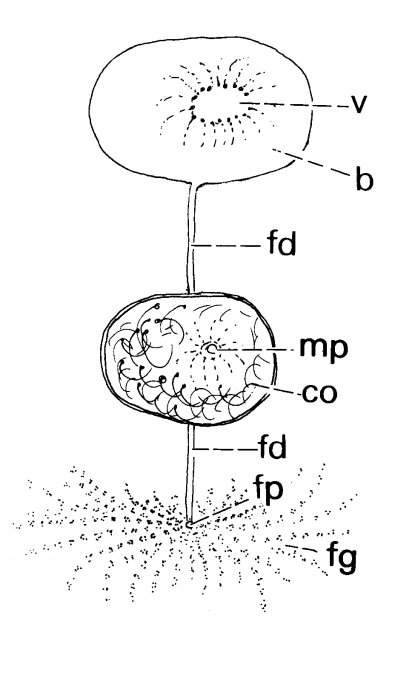 Monocelis alboguttata Monocelis alboguttata