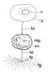 Platyhelminthes (flatworms)