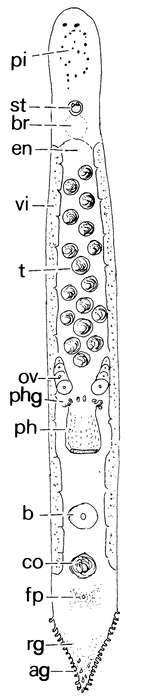 Monocelis alboguttata Monocelis alboguttata