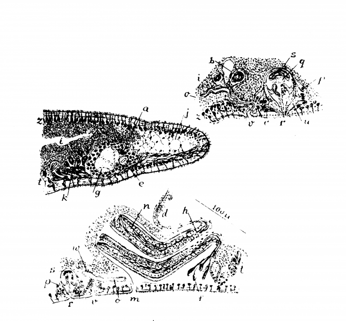 Monocelis anta Monocelis anta