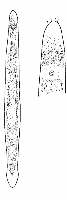Monocelis cincta Monocelis cincta