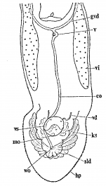 Monocelis colpotriplicis