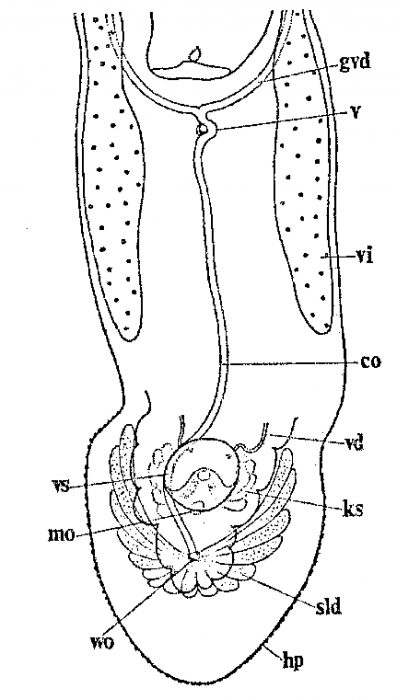 Monocelis colpotriplicis