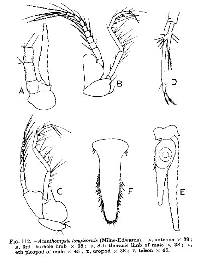 Acanthomysis longicornis