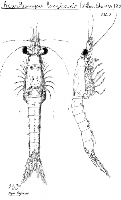 Acanthomysis longicornis