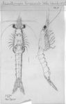 WoRMS - World Register of Marine Species - Photogallery