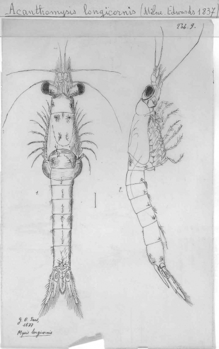 Acanthomysis longicornis