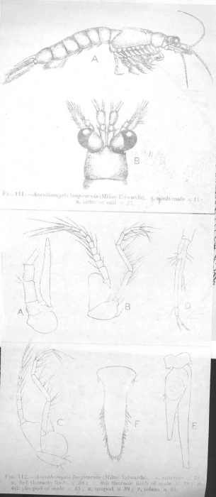 Acanthomysis longicornis