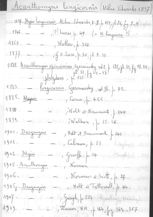 Acanthomysis longicornis