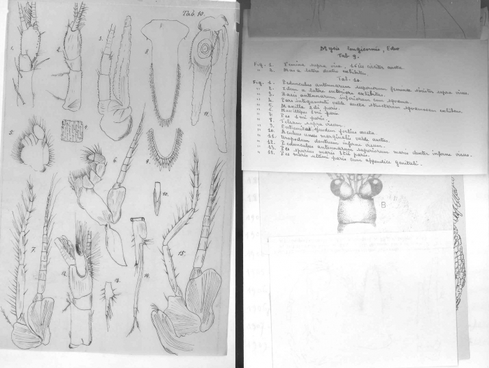 Acanthomysis longicornis