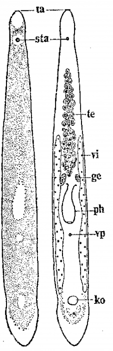 Monocelis colpotriplicis Monocelis colpotriplicis