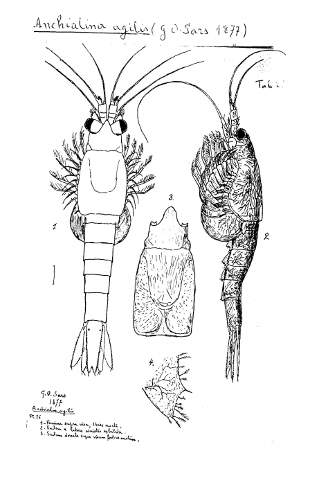 Anchialina agilis