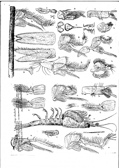 Anchialina agilis