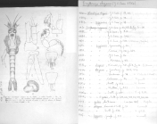 Scan taken from personal notes of H. Nouvel stored at CNRS La Rochelle (France) by Jean Paul Lagardere.