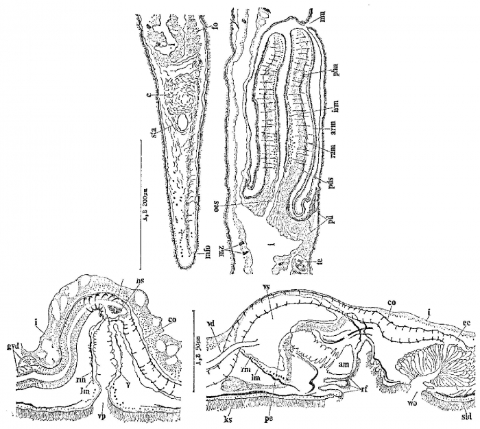 Monocelis colpotriplicis Monocelis colpotriplicis