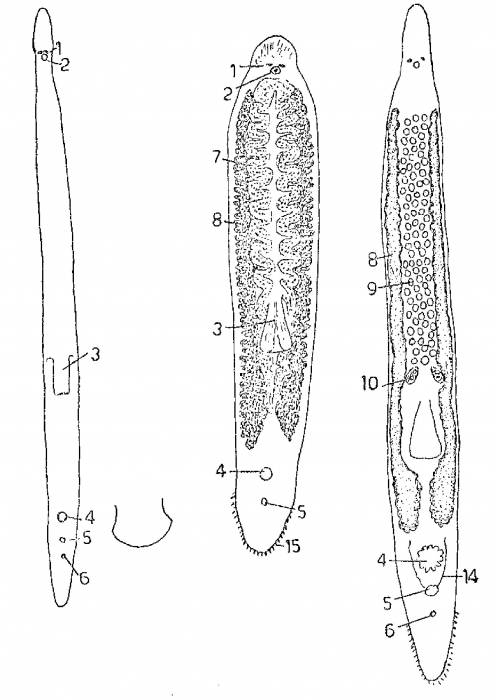 Monocelis durhami Monocelis durhami