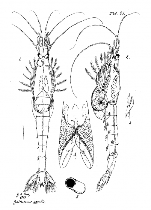 Gastrosaccus sanctus